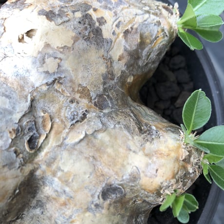 pachypodium brevicaule恵比寿笑い《大きめM size》※現地球発根後店主国内管理3年株※大きめながら纏まった良サイズ感‼︎※mad black bowl pot植え