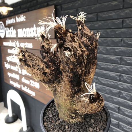 xerophyta  trichophylla《S size》※現地球発根済株※驚愕強靭株※枝振り良くスマートなweightもlow‼︎かわいい小振りサイズ※mad black pot植え