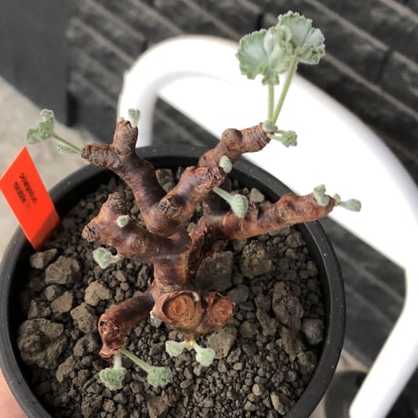 pelargonium  mirabile《M size》※現地球店主国内管理4年株※愛おしく堪らない冬型の人気者‼︎幹太め良枝振り※mad black pot植え