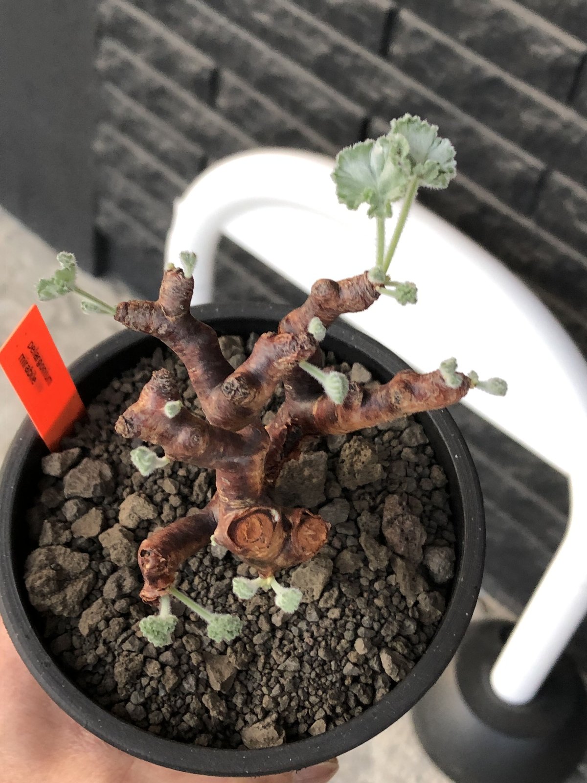 ペラルゴニウム　ミラビレ　現地球　発根株　(鉢付き) 植物】ぺラルゴ二ウム ミラビレ 現地株 発根済み | A-PLANTS