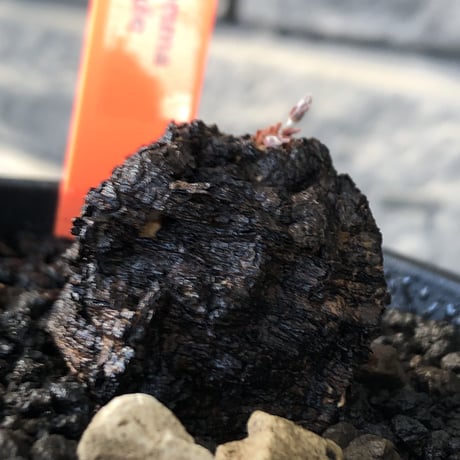 cyphostemma adenocaule《 大きめM size》※現地球発根後店主国内管理3年株※希少種‼︎小振りでも黒味が強く味深き表皮ごwildな一株※mad black pot植え