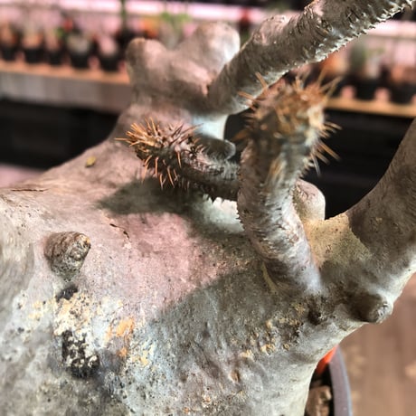 packypodium  gracilius《大きめL  size》※現地球発根済株※bigな球体樹形‼︎特化した枝振りが大変wildなぼってりグラキ‼︎選抜株※mad black pot植え