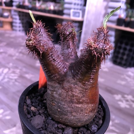 packypodium  gracilius《S size》※現地球発根済み株‼︎  （限定1株）※一期一会な赤肌球体チビキリス※mad black pot植え