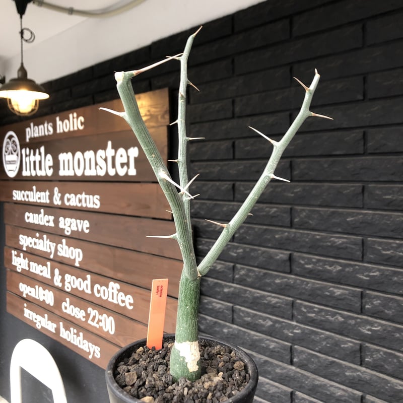 adenia ballyi《M size》※現地球発根後店主国内管理3年株※極めて流通の