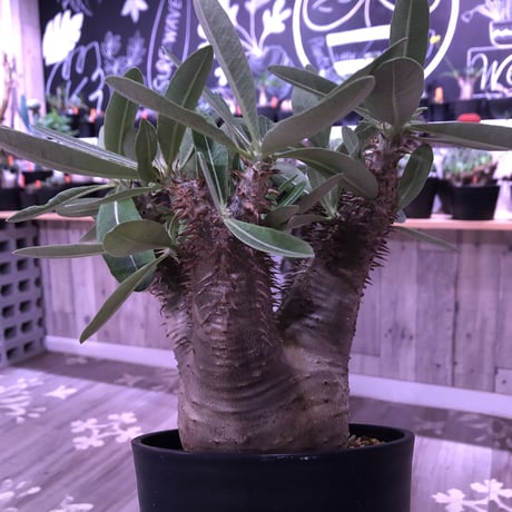 packypodium  horombense《M size》※発根済み株  枝ぶりもよく、大変wildな表皮が特徴