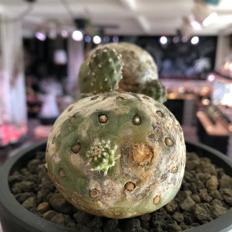 tephrocactus geometricus 《LL size》激希少‼︎※現地球株発根済※実生株＆カキ仔株でないと流通がほぼないため所持率も極めて低き渾身の一株※black bowl pot植え