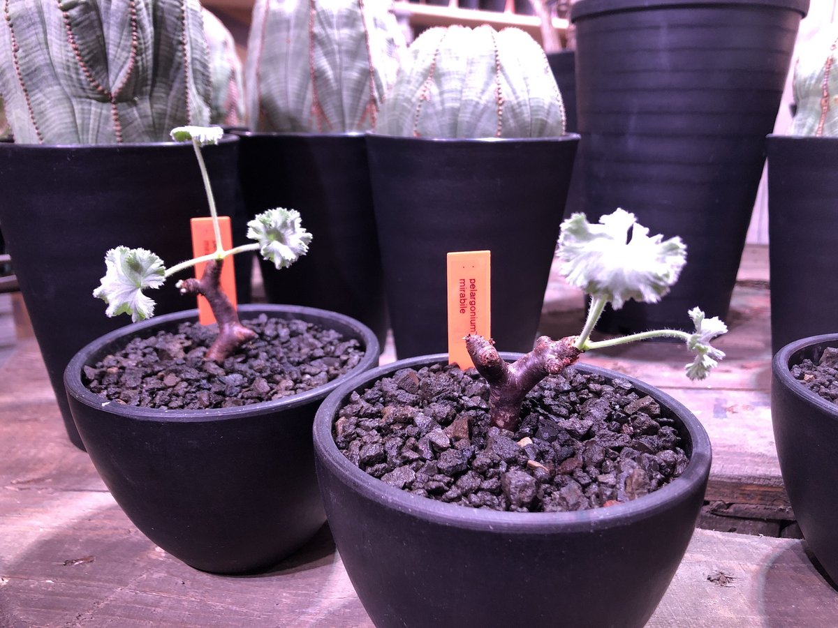 ペラルゴニウム・ミラビレ（Pelargonium mirabile）新芽展開中 ペラルゴニウム・ミラビレ（Pelargonium mirabile）新芽展開中