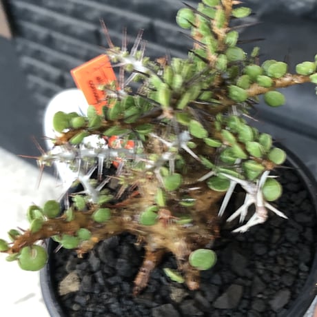 alluaudia comosa《 M size》店主長期作り込み株※現地球発根後店主国内管理6年株※極めて低重心且つ良枝振りの味深くcompactな一株※mad black pot植え