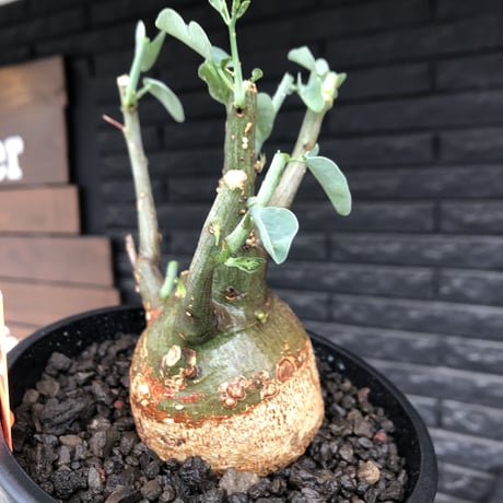 adenia spinosa《M size》球体可愛すぎる一株※現地球発根後店主国内管理3年株※まん丸低重心樹形に肌カラーが可愛すぎて堪らない※mad black pot植え