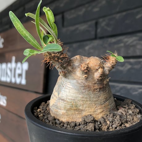 pachypodium gracilius《大きめS size》※現地球発根後店主国内管理3年株※極短枝且つ特化したプリンカラーが堪らない一株※mad black pot植え