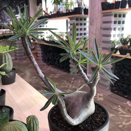 packypodium  gracilius《L  size》※現地球発根済み株‼︎  ※店主管理9年株‼︎※まだまだ成長中‼︎※mad black bowl pot植え