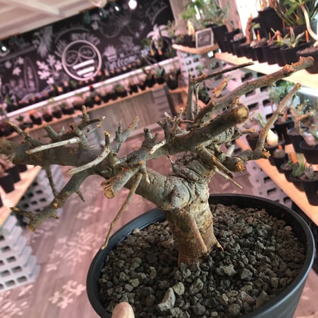 boswellia  neglecta《M size》発根済み株    浅鉢植え　大変渋さを主張したlow仕立て‼︎