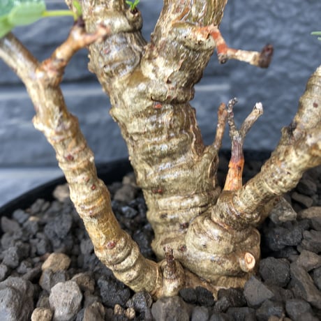 senna  meridionalis《  L L  size》※現地球発根済株※店主国内管理5年株※大変極上のbigセンナ‼︎幹曲がり仕立ての上、幹幅も太く！激オススメ株‼︎※tall pot植え