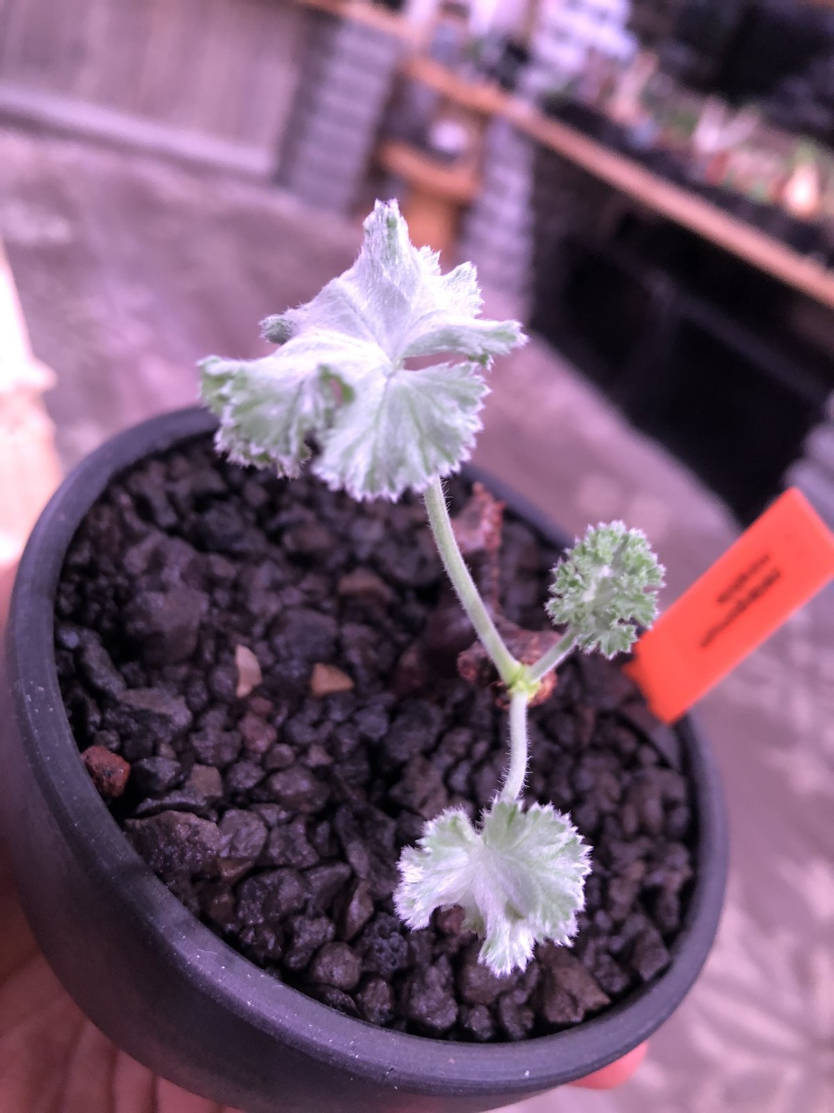 pelargonium mirabile《S size》追加第二弾‼︎ 芽吹き済み株‼︎