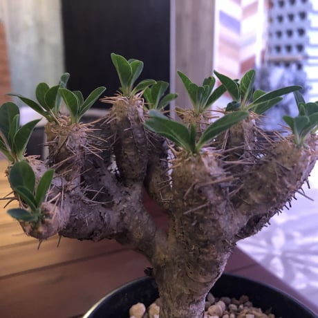 euphorbia     guillauminiana（M size）