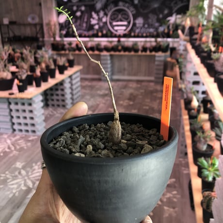 opercullicarya   packypus  littmon  seed🌱 《実生3年半株》※ bowl mad black pot植え