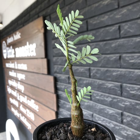 senna  meridionalis《 大きめS size》littmon seed🌱※株元も太く育ち更なる成長が楽しみな良樹形センナ※mad black pot植え