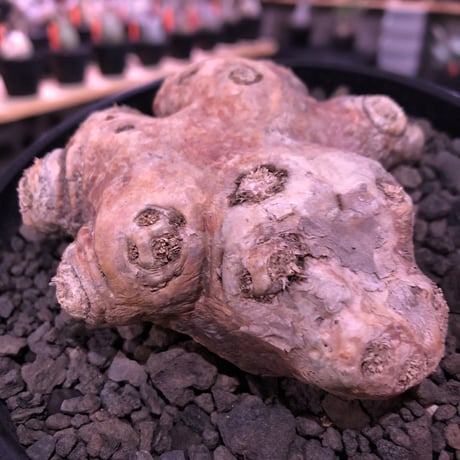 packypodium  brevicaule恵比寿笑い《M size》※現地球発根済株※店主国内管理4年株※個体差として珍しく赤肌をもつ恵比寿笑い※mad black pot植え