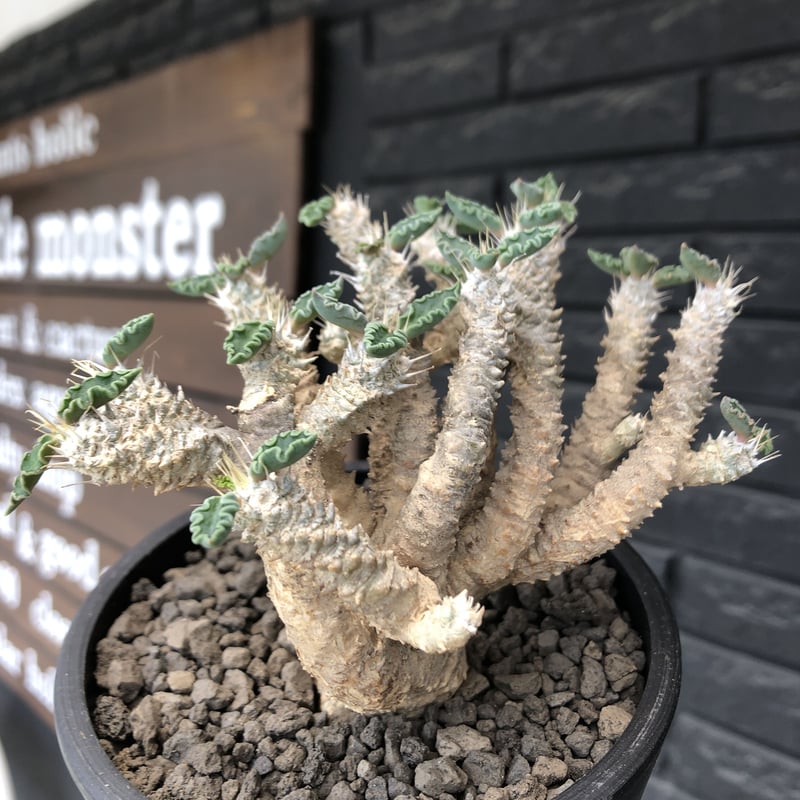 euphorbia tulearensis《 M size》※現地球発根後店主国内管理2年株※