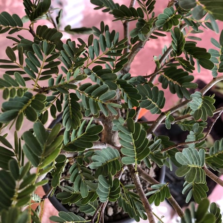 senna  meridionalis《 L size》※現地球発根済株※幹の色が濃くweightがlow仕立てによりコンパクトに纏まった大きめセンナ※mad black bowl pot植え