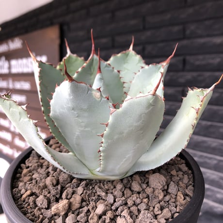 agave guadalajalana《大きめM size》※現地球発根後店主国内管理3年株※極締まり良き美しすぎるボール樹形の選抜株※mad black bowl pot植え