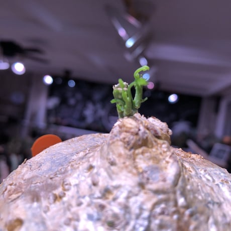 adenia perrieri《L  size 》超球体‼︎