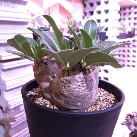 packypodium    roslatum var. eburneum（L size）※発根済み株‼︎ エブレらしい荒々しい装い