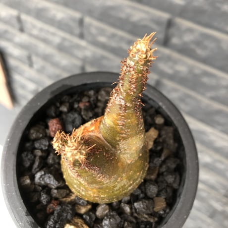 pachypodium gracilius《S size》希少green肌&二頭枝&現地焼け※現地球発根後店主国内管理1年株※二面性感じる纏まりも良きwild良樹形※mad black pot植え