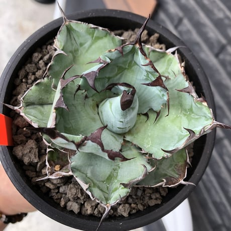 agave titanota black&blue 強棘《M size》選抜株※現地球株発根済※極めて纏まり締まり良き厳つさが堪らないワイルド株※mad black pot植え