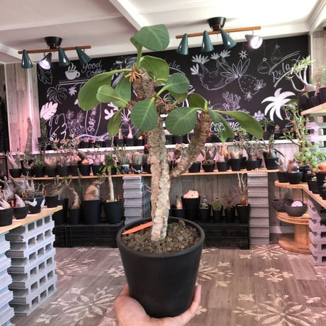 euphorbia neohumbertii《L size》※古株で木質化した大変希少な大株‼︎※mad black pot植え