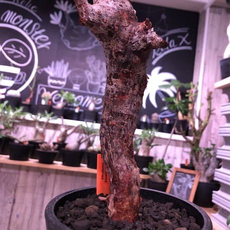 commiphora   monstrosa《 M  size》現地球発根済み株！剪定済み‼︎※丁度良いサイズ感のbalance良きモンスト‼︎※mad black pot植え※限定2株‼︎