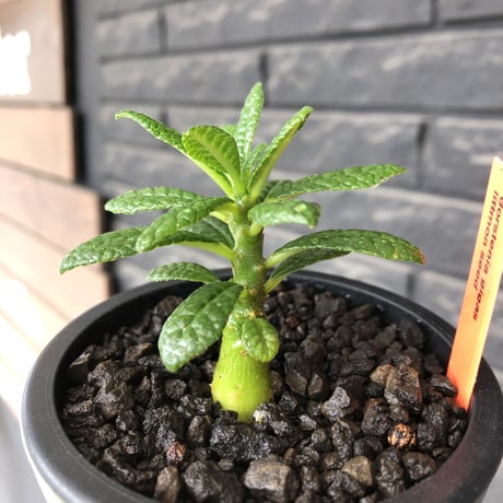 希少‼︎ dorstenia gigas《S size》littmon  seed🌱（実生株）※将来へ充分高期待できる人気者選抜株‼︎ ※mad black pot植え