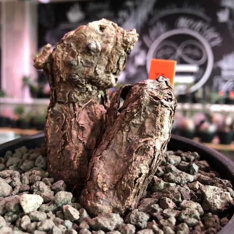 pelargonium triste《M  size》W-he'd株※現地球発根済株※店主国内管理3年株※weight低めでbalance良き珍しい双頭株‼︎※mad black pot植え