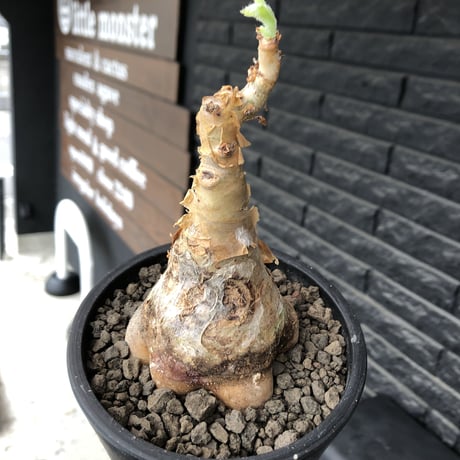cyphostemma currori《大きめM size》希少種※現地球発根後店主国内管理4年株※ひび割れた立体ボコボコ表皮&ぼってり樹形が堪らない一株※mad black pot植え