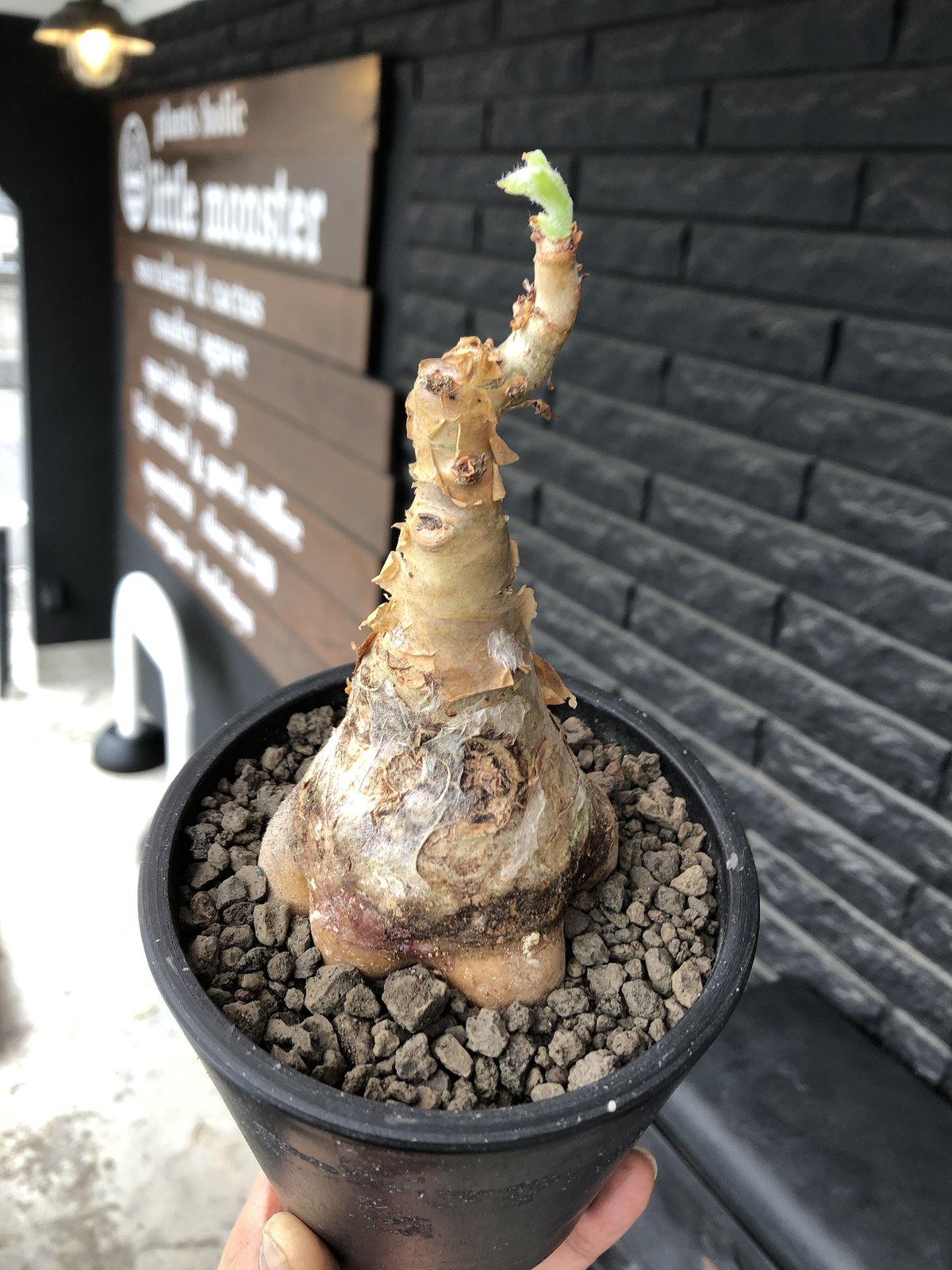 cyphostemma currori《大きめM size》希少種※現地球発根後店主国内管理4