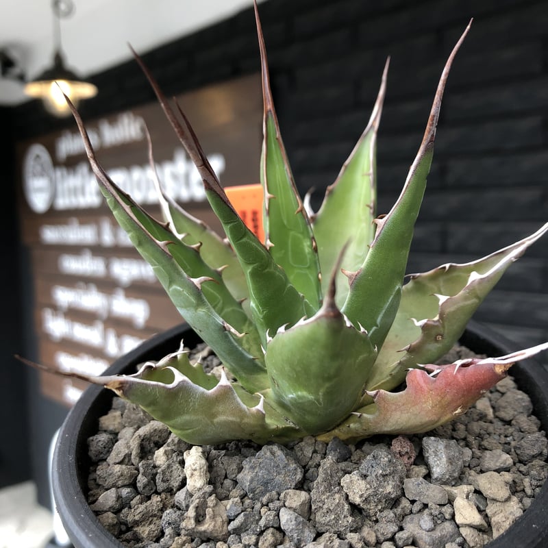 agave montana《M size》選抜株※現地球株発根済※纏まり締まり良き