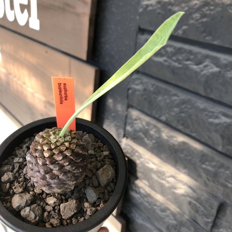 euphorbia bupleurifolia《大きめM size 》※まん丸球体株※現地球発根後店主国内管理5年株※ボコボコ肌にまん丸球体感が堪らない一株※mad black pot植え