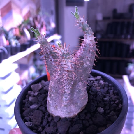 packypodium   makayense《S size》※現地球発根済株※優しいcolorに避けたグリーン肌に一本捻くれ枝があり尚堪らない装い※mad black bowl pot植え