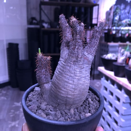 packypodium  gracilius《大きめS  size》W-he'd株※現地球発根済み株‼︎※ぼってり樹形の上、二分頭balance良きグラキ※mad black bowl pot植え