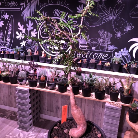 opercullicarya   decaryi  littmon  seed🌱  《5年株》mad  black  pot植え （限定1株）※当店実生デカリー最高株元size‼︎