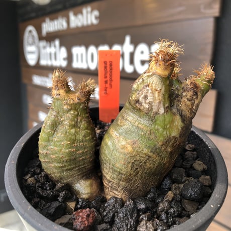 pachypodium gracilius《M size》※現地球株発根済※希少‼︎w-he'd＆極green肌で愛らしいぼってり樹形※black pot植え