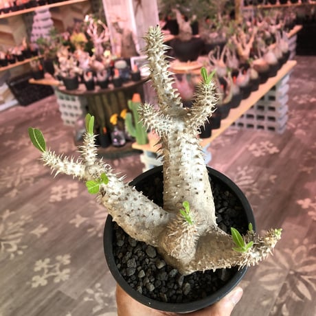 packypodium   makayense《M size》4分頭株※現地球発根済株※小振が故の良さが伝わる大変綺麗な装いのfour-he'dマカイ‼︎将来有望株※mad black pot植え