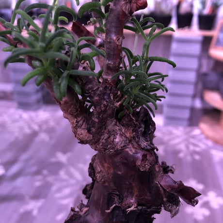 mestoklema   tuberosum《L  size》※冬季も成長開花する潅木‼︎肌質も出で立ちもカッコいい一株‼︎※mad black pot植え