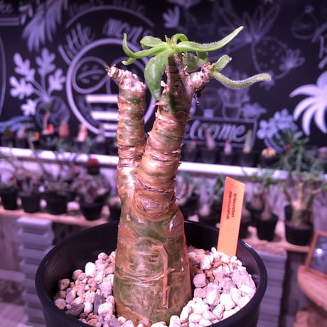 tylecodon  paniculatus 《S size》置き物のようなかわいさ
