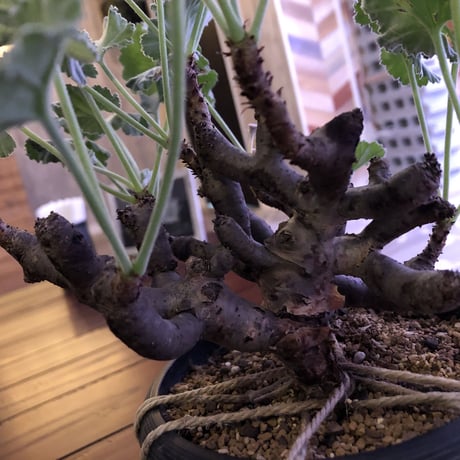 pelargonium  mirabile