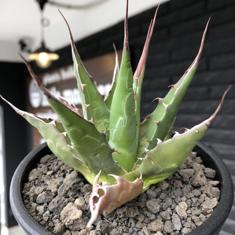 agave montana《M size》選抜株※現地球株発根済※纏まり締まり良きワイルド感満載で男前な出立ちが堪らない‼︎※mad black  pot植え