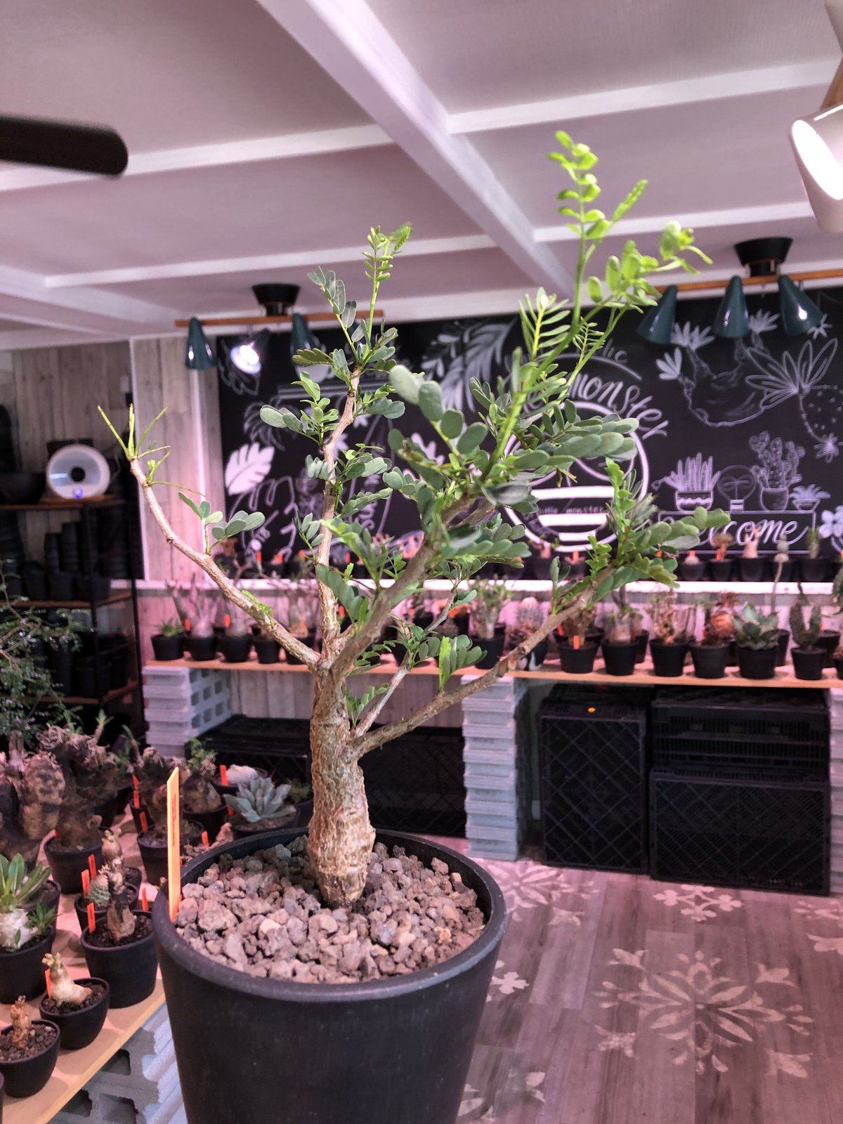 senna meridionalis《 M size》※現地球発根済株※大変幹の色が senna meridionalis《 M size》※現地球発根済株※大変幹の色が