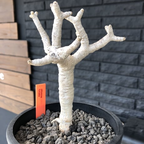 othonna   furcata《M size》美白株‼︎mad black pot植え
