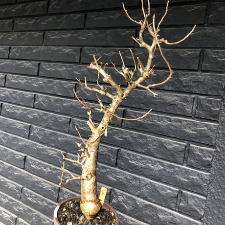 bursera fagaroides《 L L size》極太最高品質※現地球発根済株※店主国内管理6年株※厳つく極太唯一無二感強き渾身の一株※mad blown marble bowl pot植え
