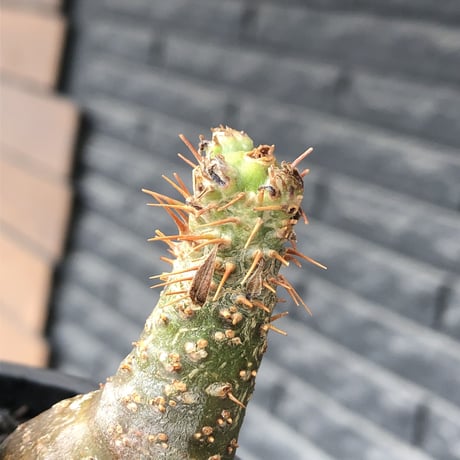 pachypodium gracilius《M size》希少‼︎極green肌&球体双頭株※現地球株発根済※ビンテージ感強き格好良さと可愛らしさの両面を持つ一株※black bowl pot植え